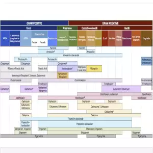 Antibiotic Spectrum